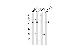 Western blot analysis of lysates from HepG2, Jurkat, K562, HUVEC cell line (from left to right), using SHB- Antibody (ABIN6242628 and ABIN6577402). (SHB 抗体  (AA 250-290))