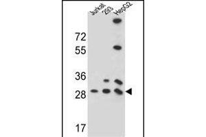 PG Antibody (N-term) (ABIN657272 and ABIN2846364) western blot analysis in 293,HepG2,Jurkat cell line lysates (35 μg/lane). (PGAM4 抗体  (N-Term))