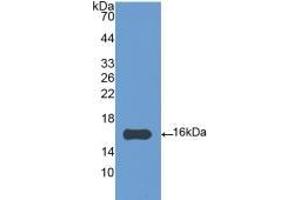 Detection of Recombinant IL4, Gallus using Polyclonal Antibody to Interleukin 4 (IL4) (IL-4 抗体  (AA 26-136))
