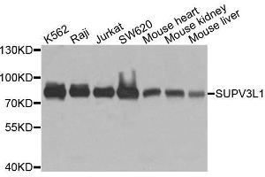 Western blot analysis of extracts of various cell lines, using SUPV3L1 antibody. (SUPV3L1 抗体  (AA 577-786))