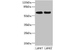 Western blot All lanes: NFIA antibody at 2. (NFIA 抗体  (AA 180-330))