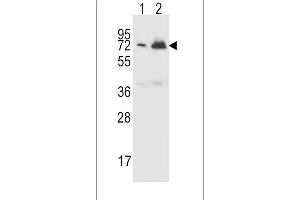 CFHR5 Antibody (Center) (ABIN651876 and ABIN2840434) western blot analysis in CEM(lane 1),K562(lane 2) cell line lysates (15 μg/lane). (CFHR5 抗体  (AA 203-231))