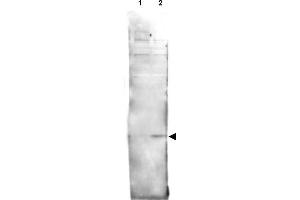 Image no. 1 for anti-H2A Histone Family, Member V (H2AFV) (AA 132-141), (pSer137) antibody (ABIN401328) (H2AFV 抗体  (pSer137))