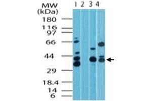 Western blot analysis of MAPKAP1 in human skeletal muscle lysate in the 1) absence and 2) presence of immunizing peptide, 3) mouse skeletal muscle lysate and 4) rat skeletal muscle lysate. (MAPKAP1 抗体  (AA 100-150))