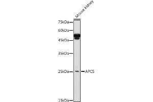 Western blot analysis of extracts of Mouse kidney, using APCS antibody (ABIN3022713, ABIN3022714, ABIN3022715, ABIN1512583 and ABIN6219158) at 1:1000 dilution. (APCS 抗体  (AA 1-223))