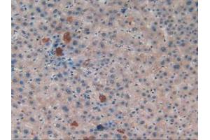 IHC-P analysis of Human Liver Tissue, with DAB staining. (APOA2 抗体  (AA 24-100))