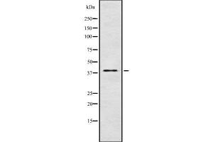 Western blot analysis of AIFM2 using RAW264. (AIFM2 抗体  (Internal Region))