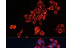 Immunofluorescence (IF) image for anti-Guanine Nucleotide Binding Protein (G Protein), alpha Inhibiting Activity Polypeptide 2 (GNAI2) antibody (ABIN7257946)