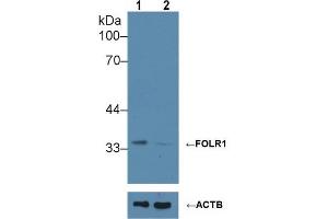 Knockout Varification: ;Lane 1: Wild-type Hela cell lysate; ;Lane 2: FOLR1 knockout Hela cell lysate; ;Predicted MW: 30kDa ;Observed MW: 35kDa;Primary Ab: 1µg/ml Rabbit Anti-Human FOLR1 Ab;Second Ab: 0. (FOLR1 抗体  (AA 25-234))