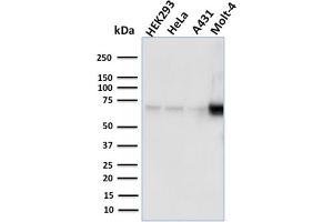 Western Blot Analysis of human HEK293, HeLa, A431, MOLT4 cell lysates using NRF1 Mouse Monoclonal Antibody (NRF1/2609). (NFE2L1 抗体)