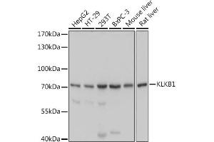 Western blot analysis of extracts of various cell lines, using KLKB1 antibody (ABIN6129407, ABIN6142966, ABIN6142968 and ABIN6220944) at 1:1000 dilution.