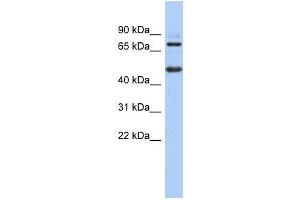 ZBTB26 antibody used at 0. (ZBTB26 抗体  (N-Term))