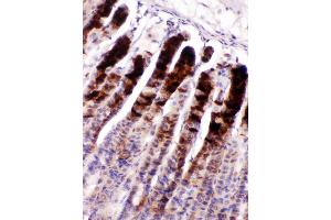 Nucleobindin 2 was detected in paraffin-embedded sections of mouse gaster tissues using rabbit anti- Nucleobindin 2 Antigen Affinity purified polyclonal antibody at 1 μg/mL. (NUCB2 抗体  (AA 25-106))