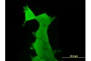Immunofluorescence (IF) image for anti-Protein Kinase, AMP-Activated, alpha 2 Catalytic Subunit (PRKAA2) (AA 1-552) antibody (ABIN519166)