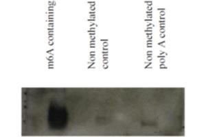 North Western blot using synthetic methylated and non-methylated RNA detected with N6-methyladenosine, mAb (17-3-4-1). (N6-Methyladenosine 抗体)