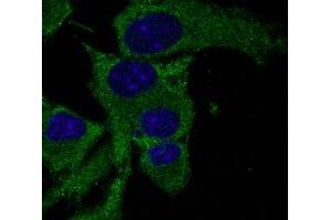 Immunofluorescence - anti-PS3 Ab in Hepa1-6 cells at 1/50 dilution, cells were fixed with methanol, (p53 抗体  (C-Term))