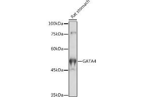 Western blot analysis of extracts of Rat stomach, using G antibody (ABIN6133721, ABIN6140975, ABIN6140976 and ABIN6217864) at 1:1000 dilution. (GATA4 抗体  (AA 50-150))