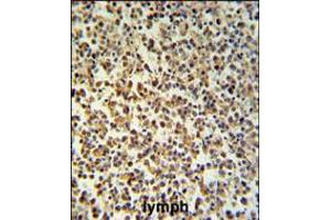 GZMB Antibody IHC analysis in formalin fixed and paraffin embedded human Lymph tissue followed by peroxidase conjugation of the secondary antibody and DAB staining. (GZMB 抗体  (C-Term))