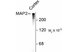 Image no. 1 for anti-Microtubule-Associated Protein 2 (MAP2) antibody (ABIN303924) (MAP2 抗体)