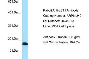 Western Blotting (WB) image for anti-Leukocyte Specific Transcript 1 (LST1) (C-Term) antibody (ABIN2789775)