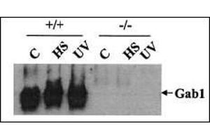 Wild-type (+/+) and Gab1-/- (-/-) cells were heat shocked (HS) at 42 °C for 1 h or irradiated with UV-B light (400 J/m2) and then incubated at 37? (GAB1 抗体)