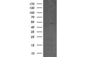 Image no. 4 for anti-V-Ets Erythroblastosis Virus E26 Oncogene Homolog 2 (ETS2) (AA 90-349) antibody (ABIN1491702)
