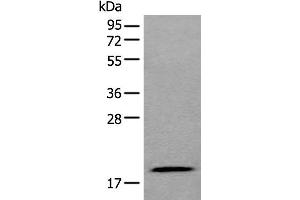 Western blot analysis of 293T cell lysate using ZNHIT1 Polyclonal Antibody at dilution of 1:400 (ZNHIT1 抗体)