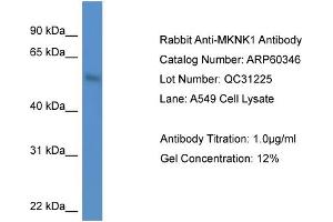 Western Blotting (WB) image for anti-MAP Kinase Interacting serine/threonine Kinase 1 (MKNK1) (N-Term) antibody (ABIN2788414) (MKNK1 抗体  (N-Term))