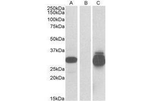 HEK293 lysate (10 µg protein in RIPA buffer) overexpressing Human PPPDE1 with C-terminal MYC tag probed with AP23656PU-N (0. (PPPDE1 抗体  (Internal Region))