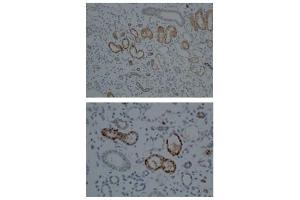 CYP1A1 antibody staining of Human kidney tissue at a dilution of 1:100 (CYP1A1 抗体  (Middle Region))