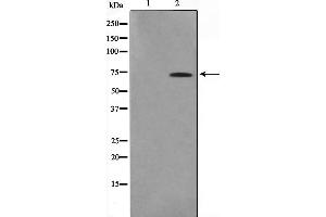 Western blot analysis on HuvEc cell lysate using IF3EI Antibody,The lane on the left is treated with the antigen-specific peptide. (EIF3L 抗体  (N-Term))