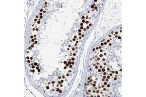 Immunohistochemical staining of human testis with SGOL2 polyclonal antibody  shows strong nuclear positivity in cells of seminiferus ducts at 1:50-1:200 dilution. (SGOL2 抗体)