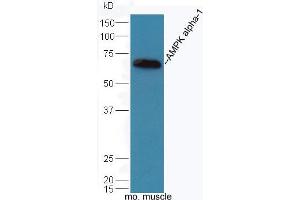 Mouse muscle lysates probed with Rabbit Anti-AMPK alpha-1 Polyclonal Antibody, Unconjugated (ABIN2170161) at 1:300 overnight at 4 °C. (PRKAA1 抗体  (AA 351-450))