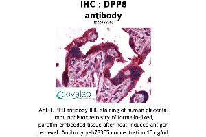 Image no. 1 for anti-Dipeptidyl-Peptidase 8 (DPP8) (AA 1-39) antibody (ABIN1733752) (DPP8 抗体  (AA 1-39))