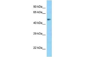 WB Suggested Anti-MSR1 Antibody Titration: 1.