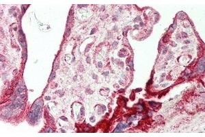 Detection of AREG in Human Placenta Tissue using Polyclonal Antibody to Amphiregulin (AREG) (Amphiregulin 抗体  (AA 20-100))