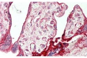 Detection of AREG in Human Placenta Tissue using Polyclonal Antibody to Amphiregulin (AREG) (Amphiregulin 抗体  (AA 20-100))