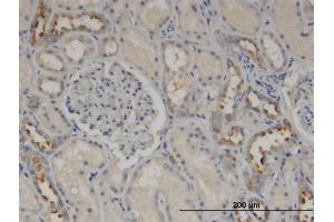 Immunoperoxidase of monoclonal antibody to CALML5 on formalin-fixed paraffin-embedded human kidney. (CALML5 抗体  (AA 1-146))
