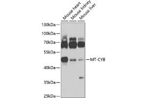 Western blot analysis of extracts of various cell lines, using MT-CYB antibody (ABIN6135110, ABIN6144105, ABIN6144106 and ABIN6225085) at 1:1000 dilution. (Cytochrome b 抗体  (AA 1-100))