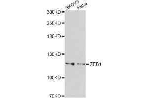 Western blot analysis of extracts of various cell lines, using ZEB1 antibody (ABIN2560822) at 1:1000 dilution. (ZEB1 抗体)