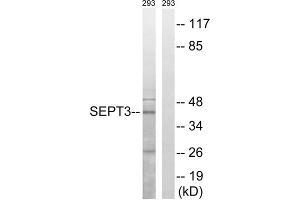 Western blot analysis of extracts from 293 cells, using SEPT3 antibody. (Septin 3 抗体  (Internal Region))