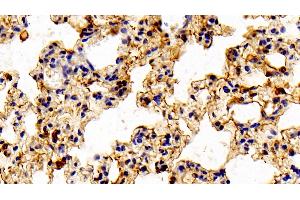 Detection of ANXA1 in Mouse Lung Tissue using Polyclonal Antibody to Annexin A1 (ANXA1) (Annexin a1 抗体  (AA 6-346))