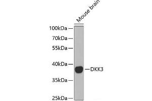 Western blot analysis of extracts of Mouse brain using DKK3 Polyclonal Antibody at dilution of 1:1000. (DKK3 抗体)