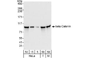 Western Blotting (WB) image for anti-Catenin, beta (CATNB) (AA 760-781) antibody (ABIN7454800) (beta Catenin 抗体  (AA 760-781))
