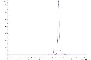 The purity of Mouse ANGPT2 is greater than 95 % as determined by SEC-HPLC. (Angiopoietin 2 Protein (ANGPT2) (AA 275-496) (His tag))