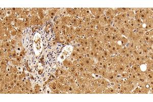 Immunohistochemistry (IHC) image for anti-Glyceraldehyde-3-Phosphate Dehydrogenase (GAPDH) (AA 2-148) antibody (ABIN7428953)