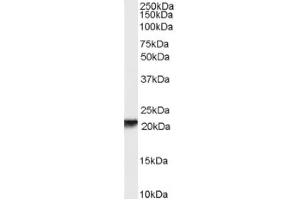 Image no. 1 for anti-Retinol Binding Protein 4, Plasma (RBP4) (Internal Region) antibody (ABIN375237) (RBP4 抗体  (Internal Region))