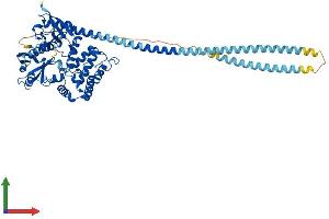 Protein Structure (PS) image for Radixin (RDX) (AA 1-583) protein (His tag) (ABIN7563013)