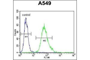 Flow Cytometric analysis of A549 cells using SCEL Antibody (Center) Cat. (SCEL 抗体  (Middle Region))