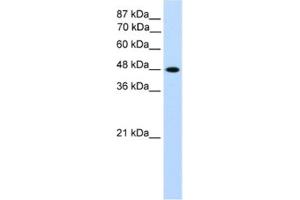 Western Blotting (WB) image for anti-Transcription Factor AP-2 gamma (Activating Enhancer Binding Protein 2 Gamma) (TFAP2C) antibody (ABIN2461691)